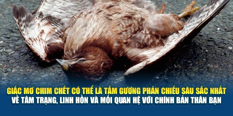 Mơ Thấy Chim Chết Có Ý Nghĩa Gì 78Win? Giải Nghĩa Đầy Đủ 6 Giấc mơ chim chết có thể là tấm gương phản chiếu sâu sắc nhất về tâm trạng, linh hồn và mối quan hệ với chính bản thân bạn
